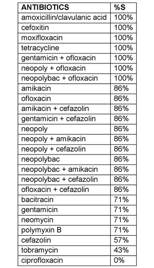 Gram positive bacteria